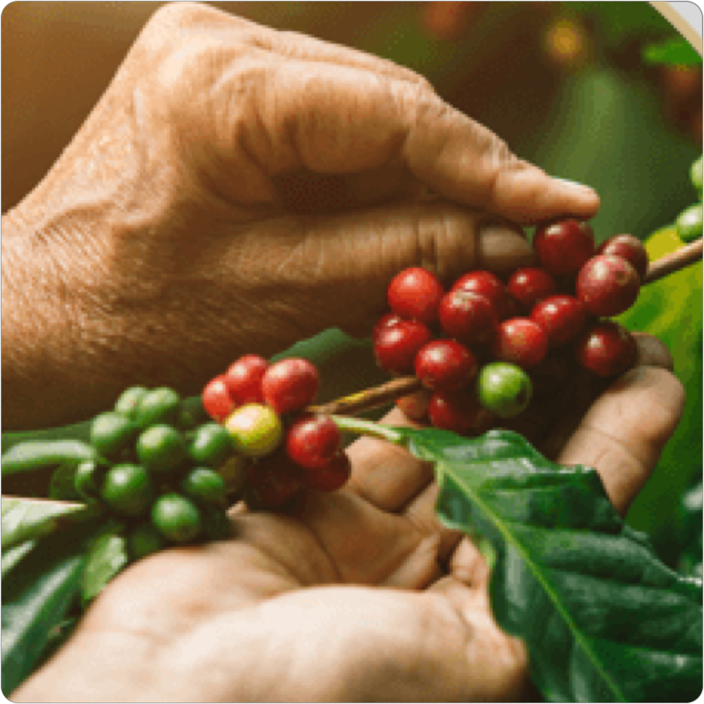 Approvvigionamento del caffè