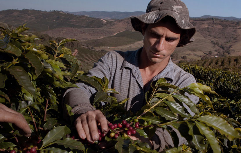 La vita di un coltivatore di caffè al giorno d’oggi