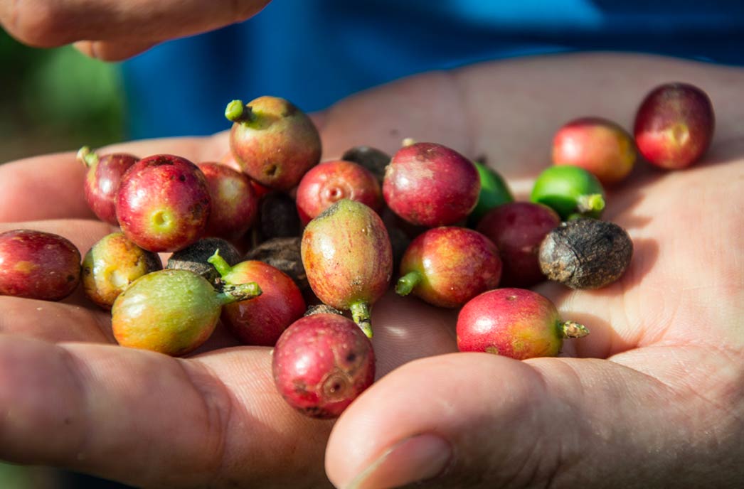 chicchi di caffè Arabica